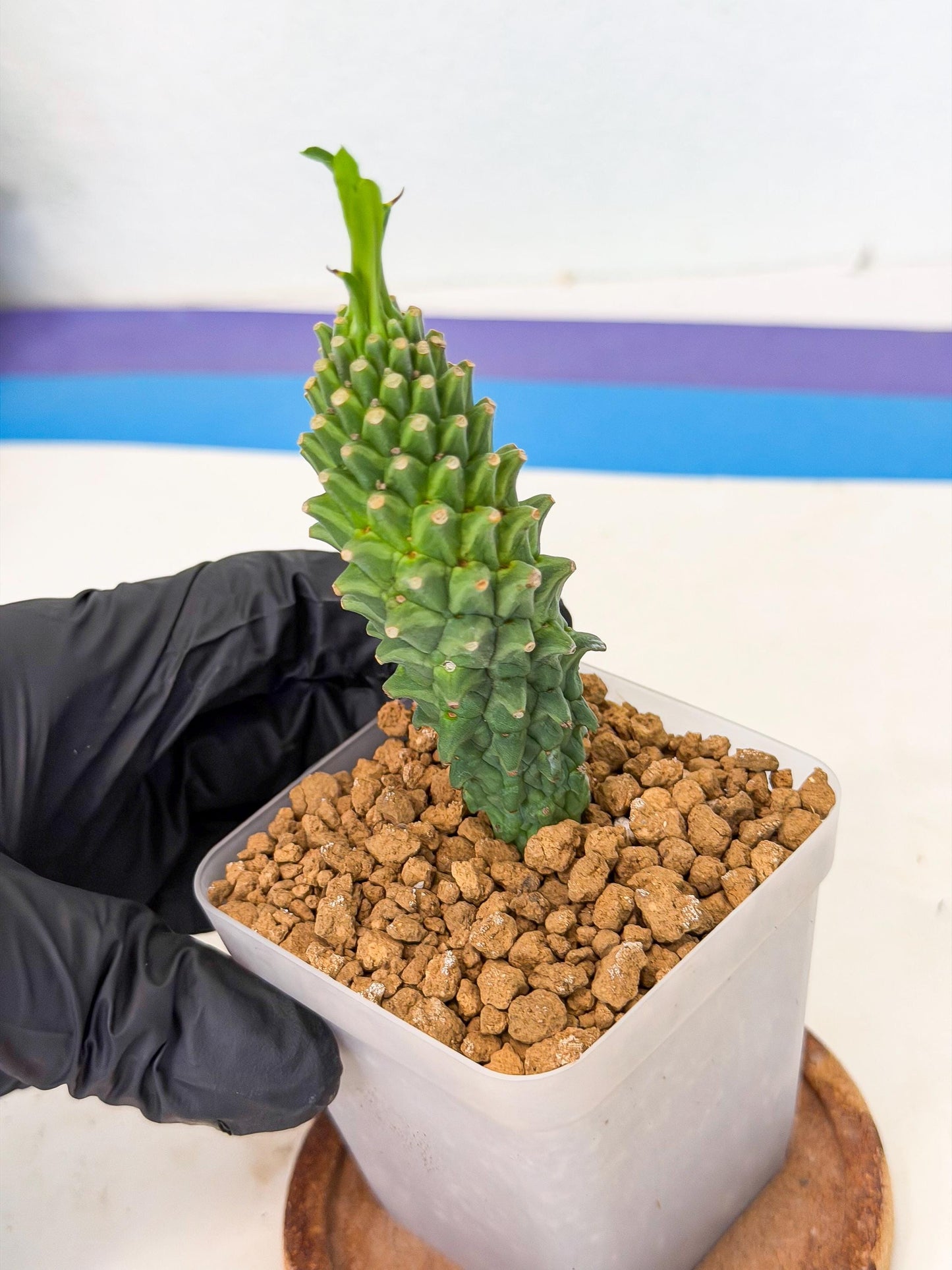 Rare Clandestina (6) | Indoor Plant