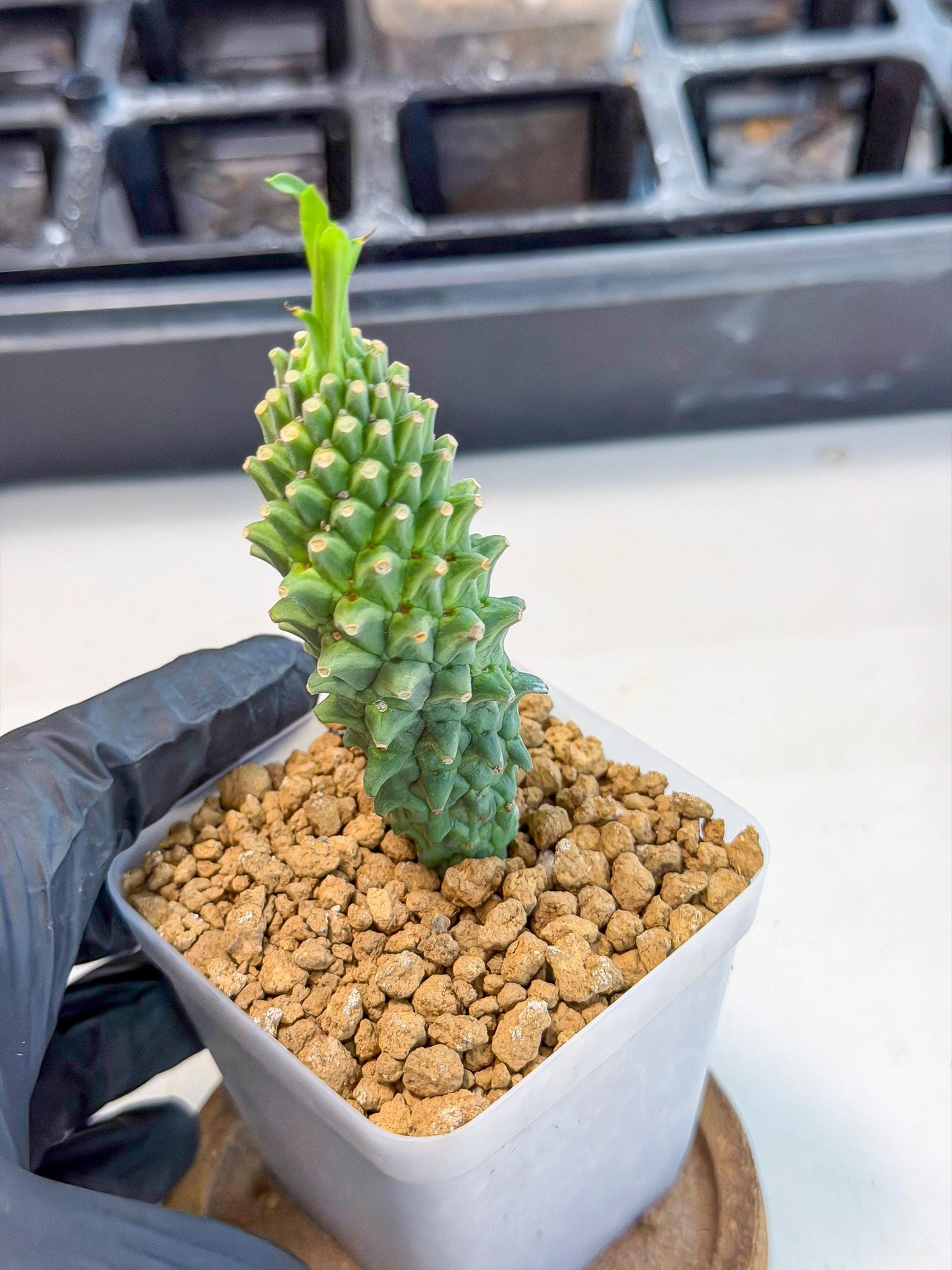 Rare Clandestina (6) | Indoor Plant