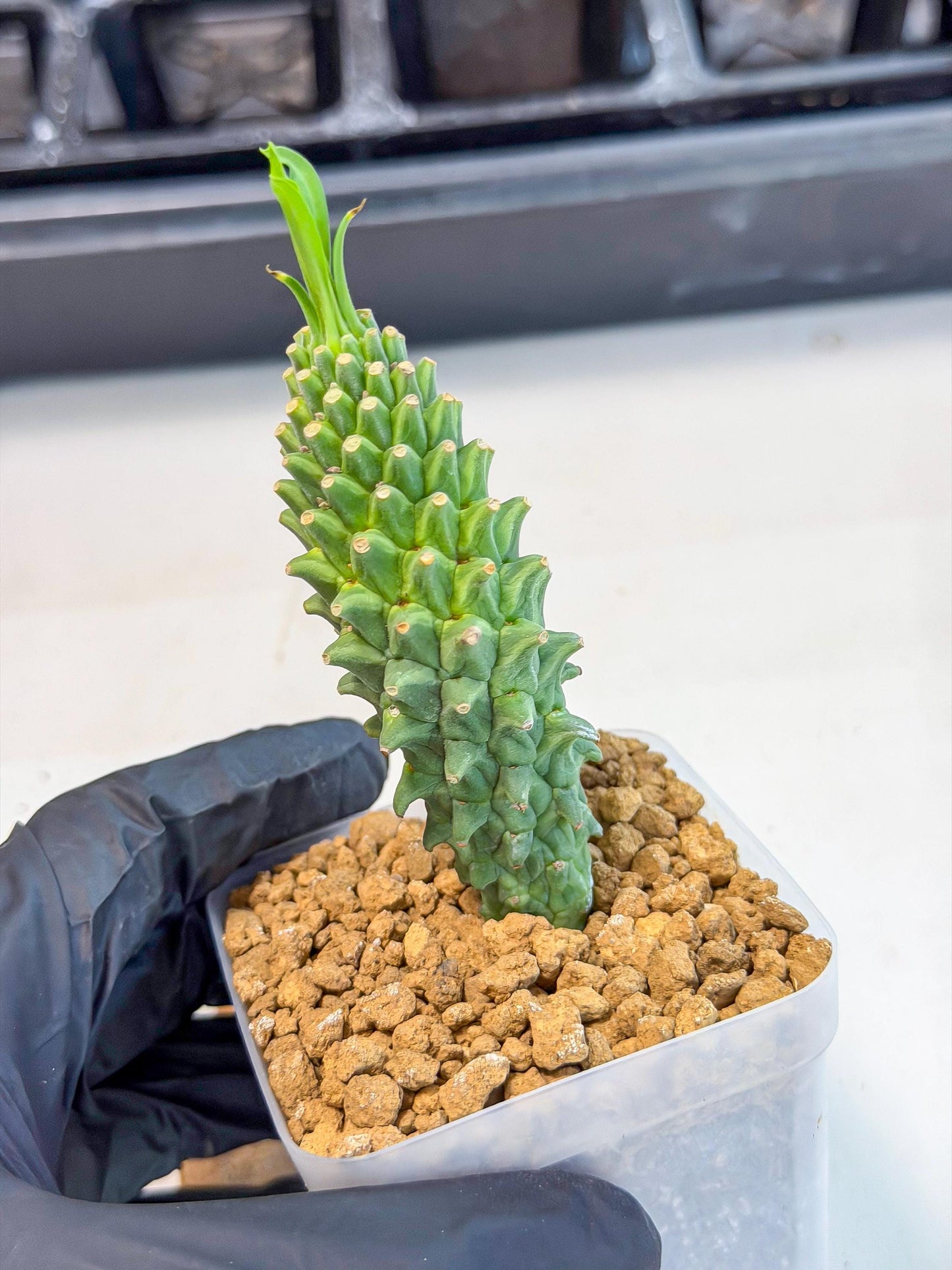 Rare Clandestina (6) | Indoor Plant