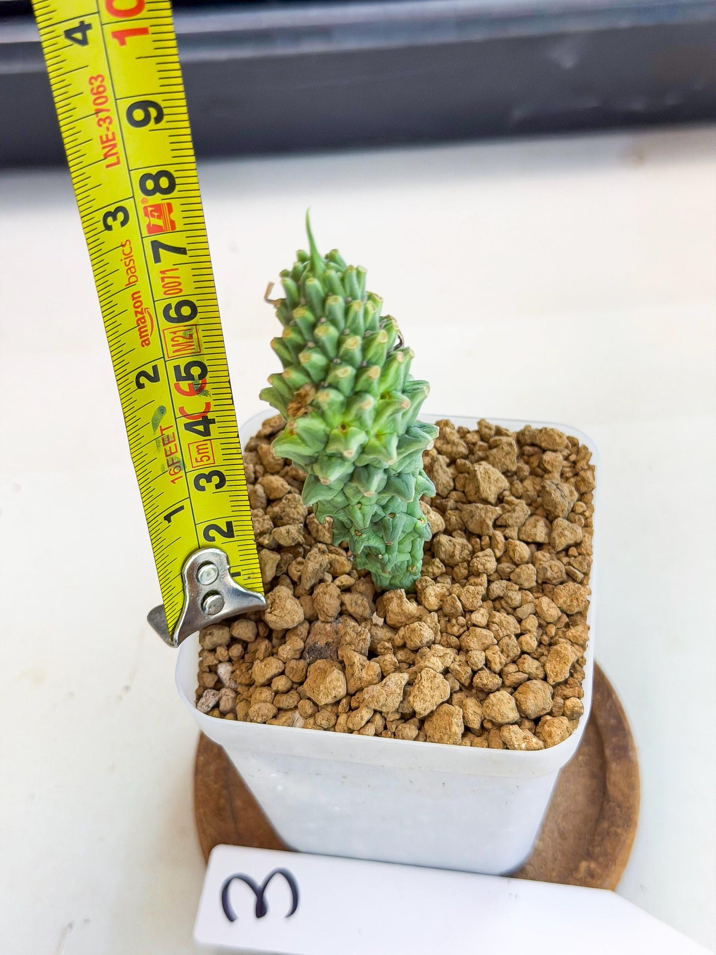 Rare Clandestina (3) | Indoor Plant