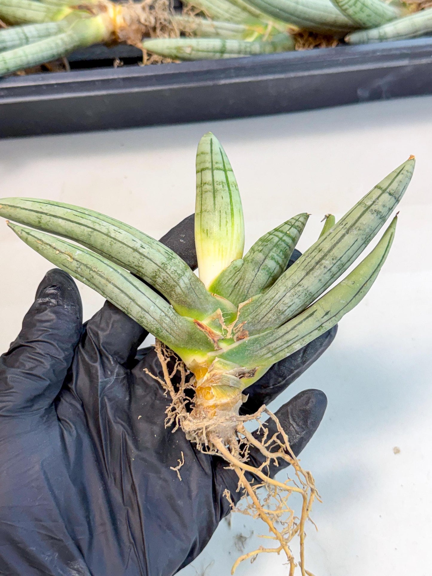 Sansevieria Silver Giant (o1) | Indoor Snake Plant