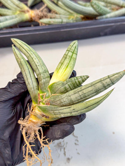 Sansevieria Silver Giant (o1) | Indoor Snake Plant