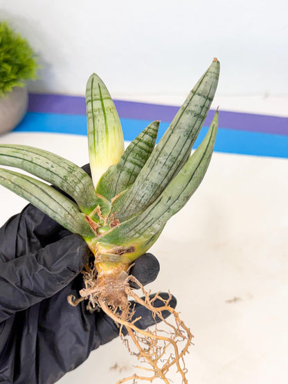 Sansevieria Silver Giant (o1) | Indoor Snake Plant