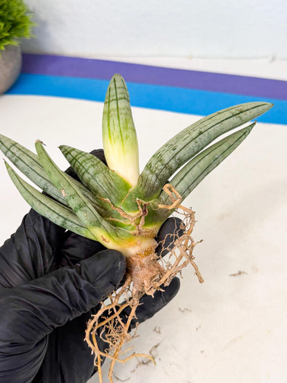 Sansevieria Silver Giant (o1) | Indoor Snake Plant