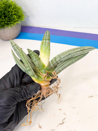 Sansevieria Silver Giant (o1) | Indoor Snake Plant