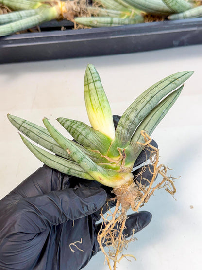 Sansevieria Silver Giant (o1) | Indoor Snake Plant