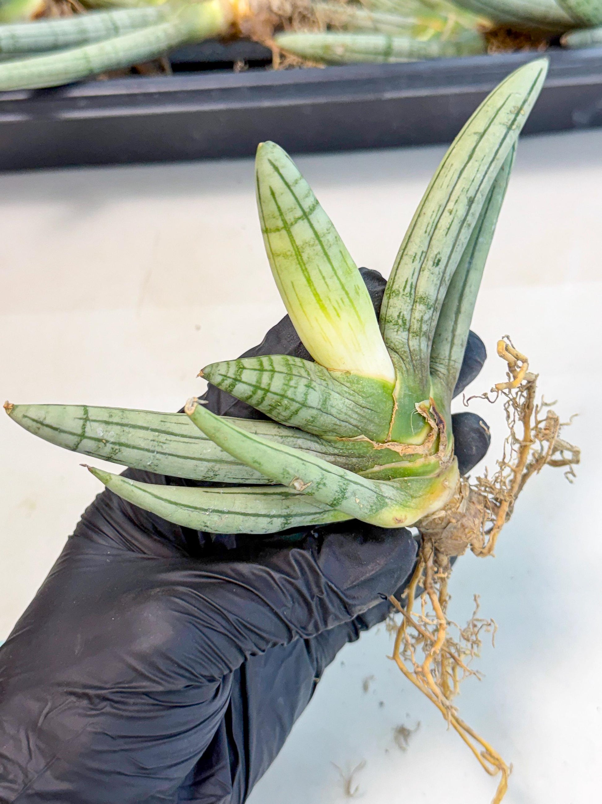 Sansevieria Silver Giant (o1) | Indoor Snake Plant