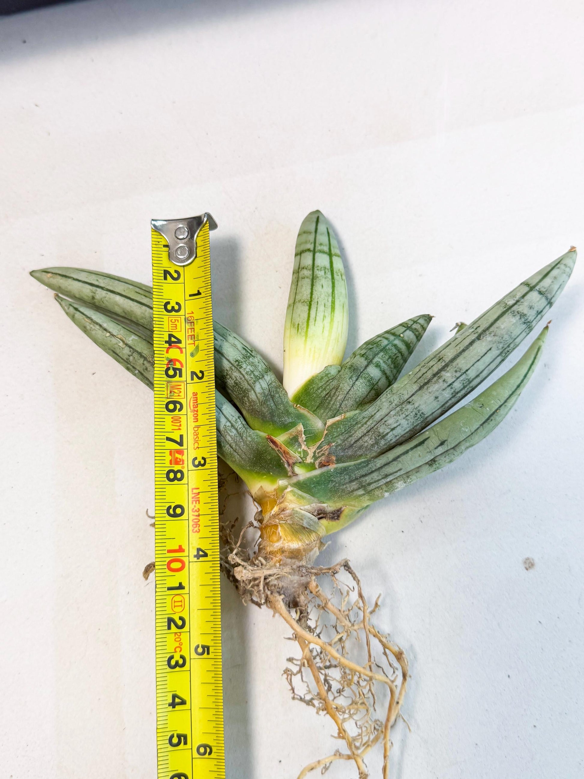 Sansevieria Silver Giant (o1) | Indoor Snake Plant
