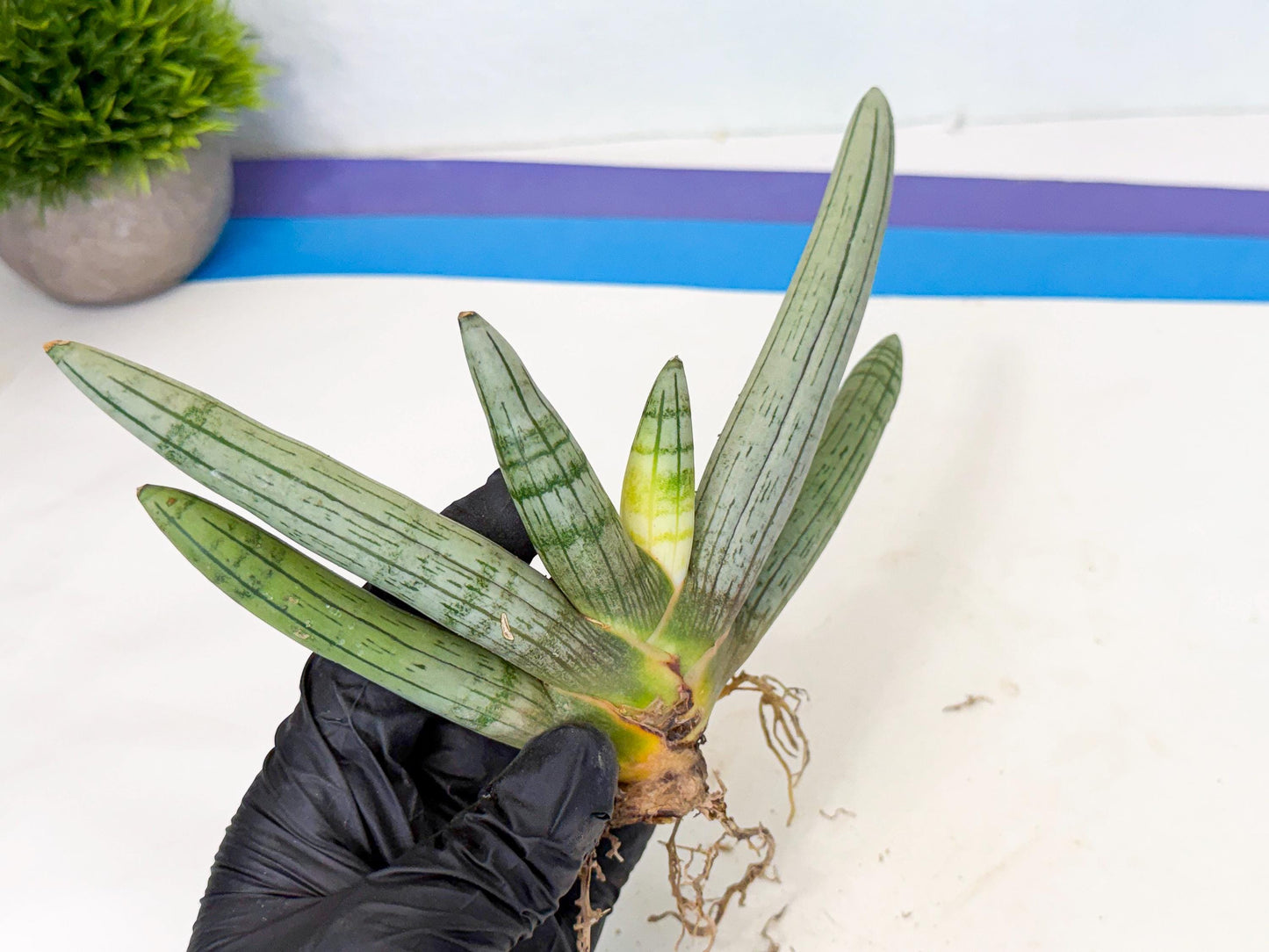 Sansevieria Silver Giant (o3) | Indoor Snake Plant