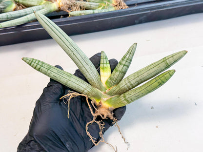 Sansevieria Silver Giant (o3) | Indoor Snake Plant