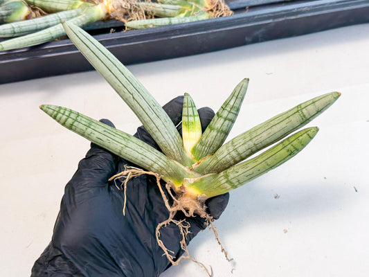 Sansevieria Silver Giant (o3) | Indoor Snake Plant