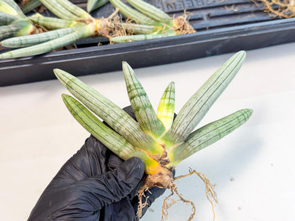 Sansevieria Silver Giant (o3) | Indoor Snake Plant