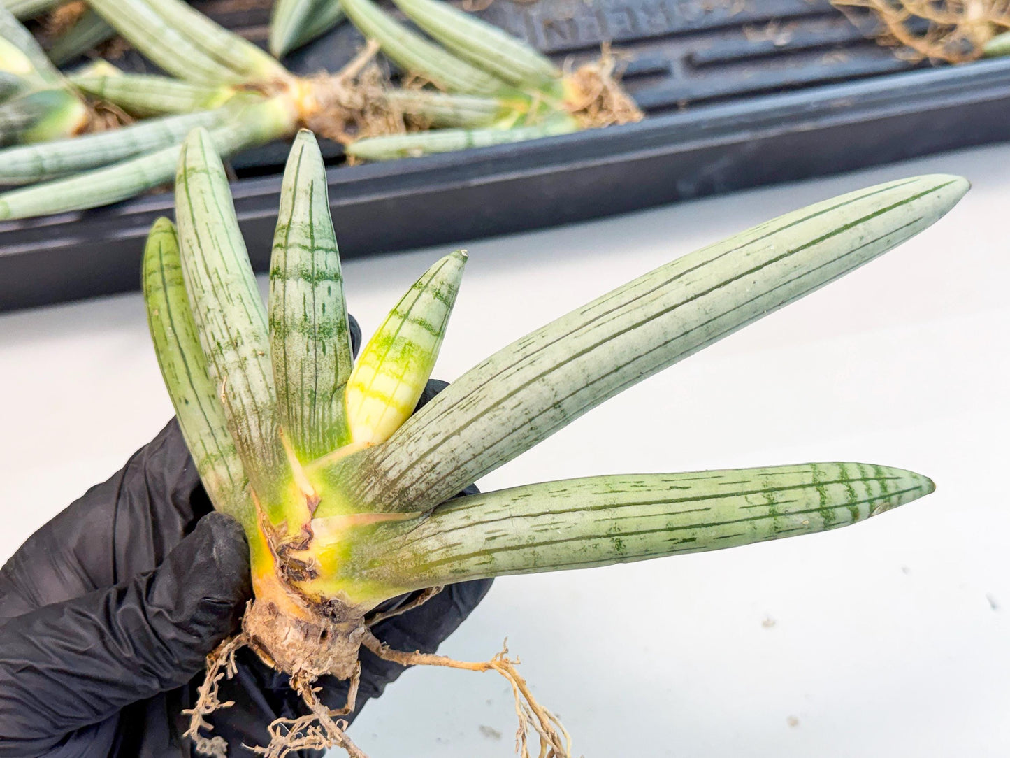 Sansevieria Silver Giant (o3) | Indoor Snake Plant