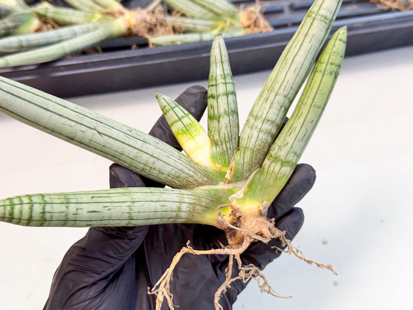Sansevieria Silver Giant (o3) | Indoor Snake Plant