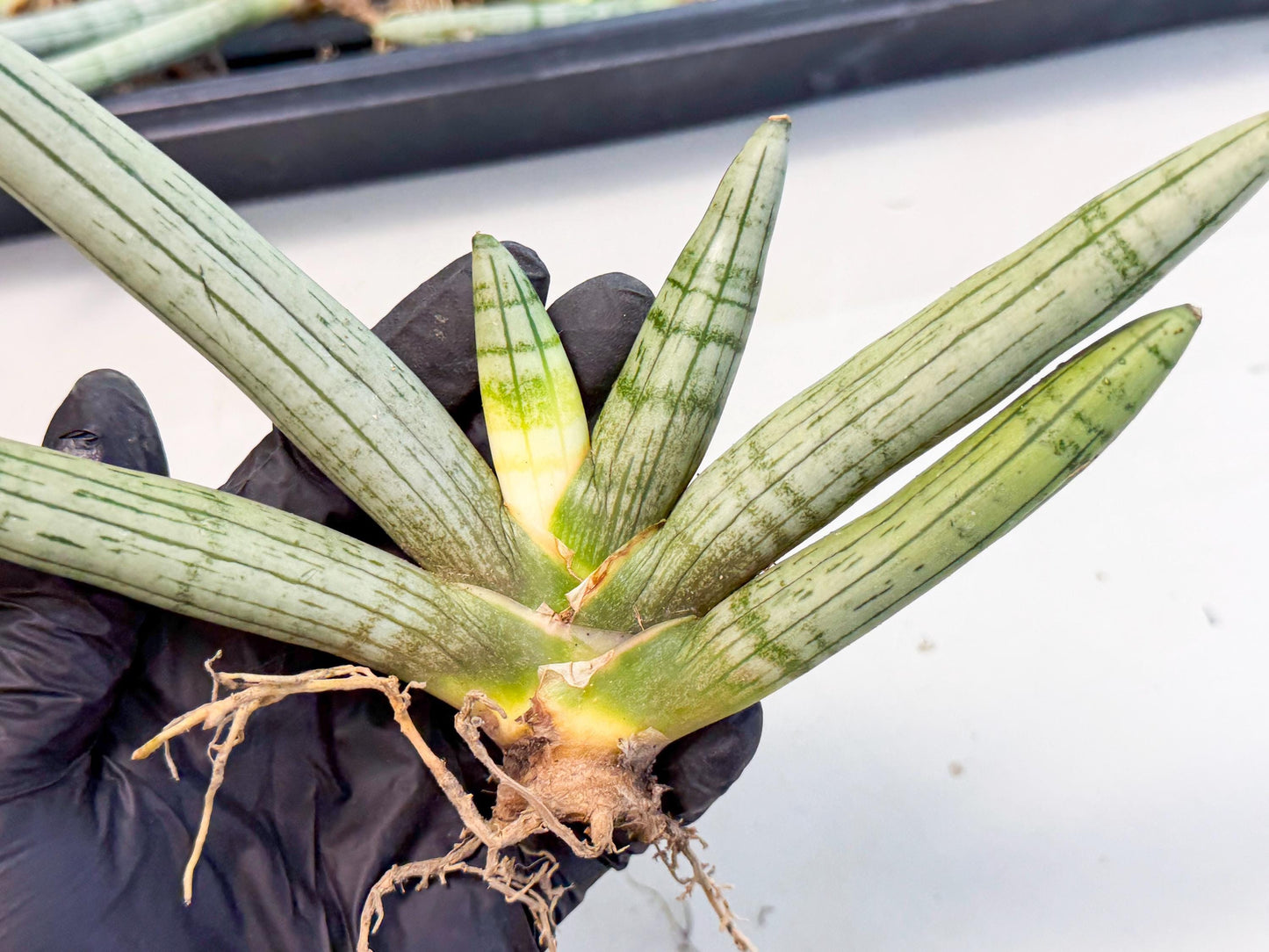 Sansevieria Silver Giant (o3) | Indoor Snake Plant