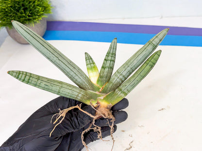 Sansevieria Silver Giant (o3) | Indoor Snake Plant