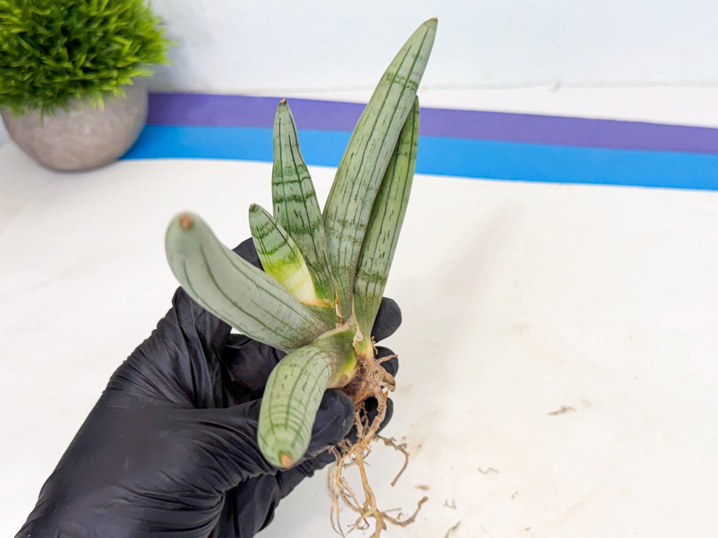 Sansevieria Silver Giant (o3) | Indoor Snake Plant