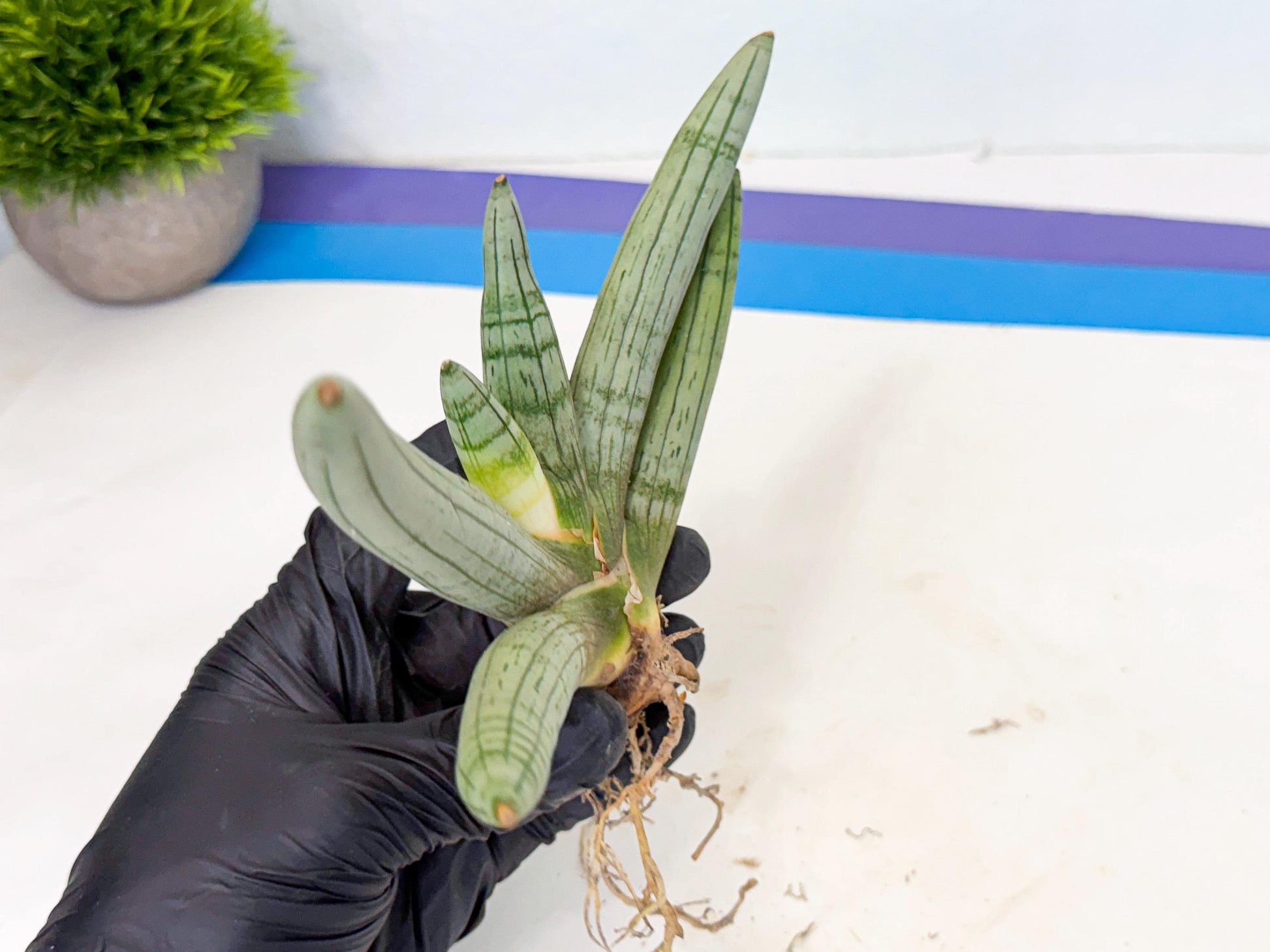 Sansevieria Silver Giant (o3) | Indoor Snake Plant