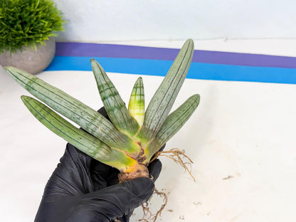 Sansevieria Silver Giant (o3) | Indoor Snake Plant