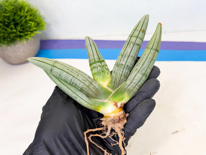 Sansevieria Silver Giant (4) | Indoor Snake Plant