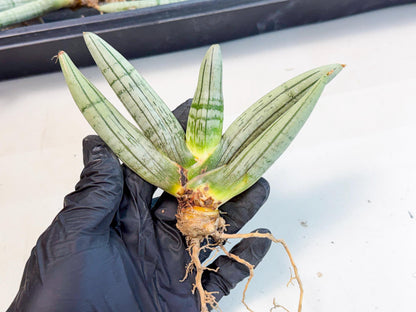 Sansevieria Silver Giant (4) | Indoor Snake Plant