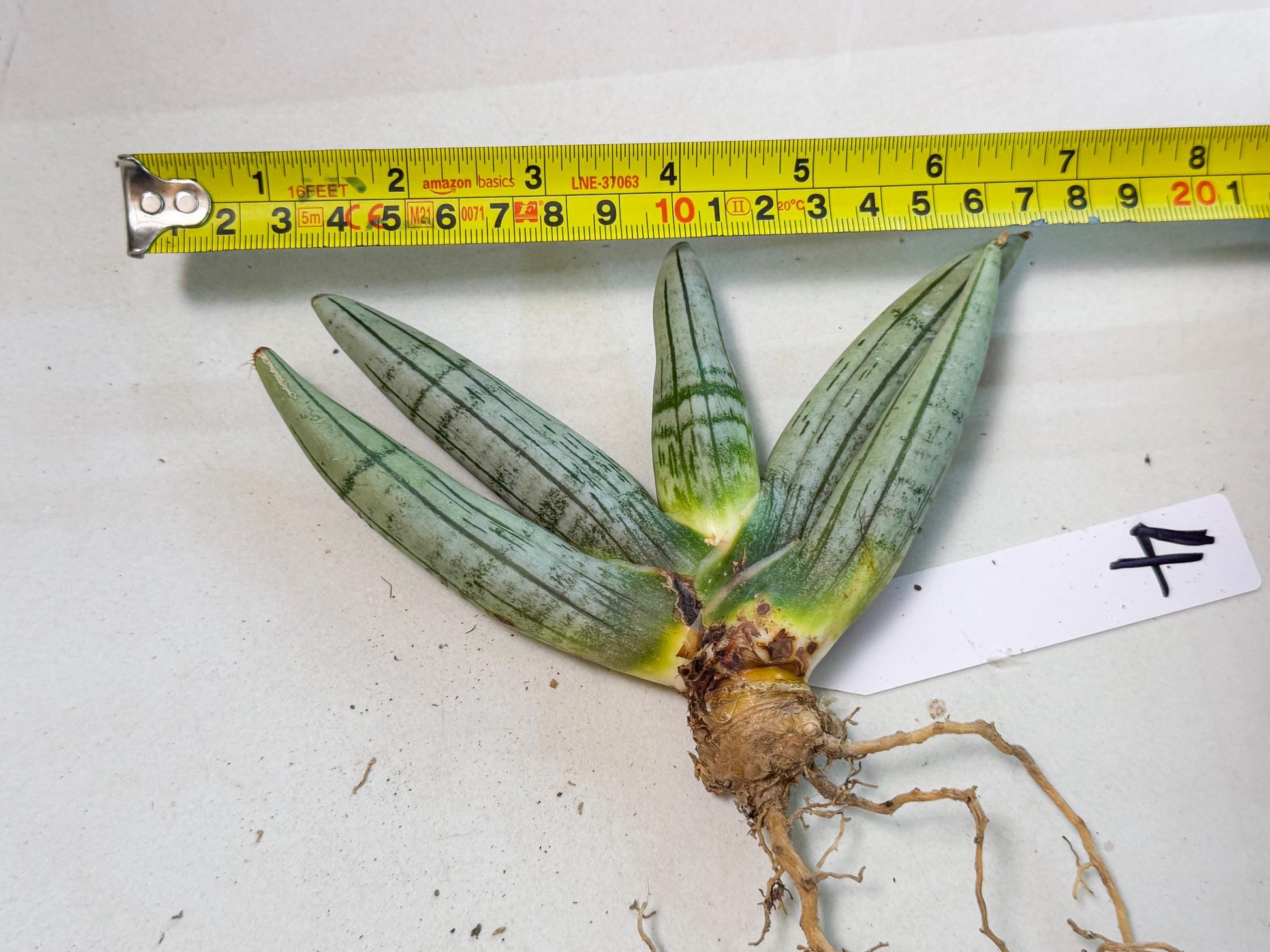 Sansevieria Silver Giant (4) | Indoor Snake Plant