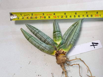 Sansevieria Silver Giant (4) | Indoor Snake Plant