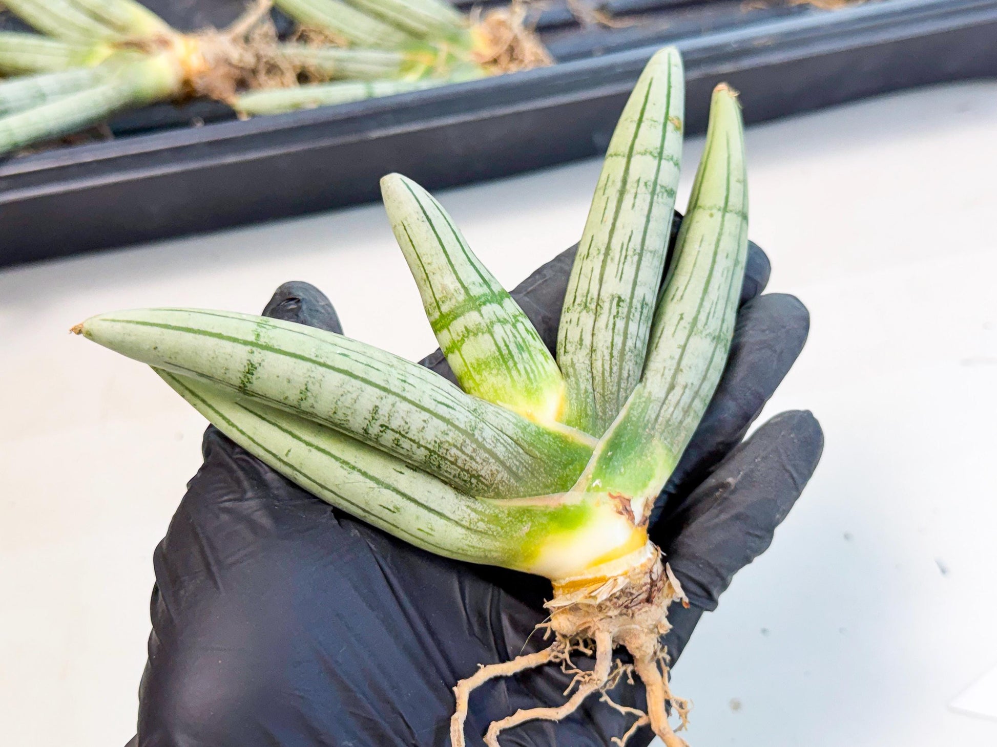 Sansevieria Silver Giant (4) | Indoor Snake Plant