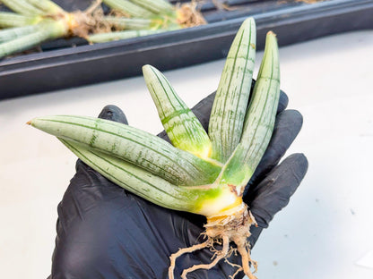 Sansevieria Silver Giant (4) | Indoor Snake Plant