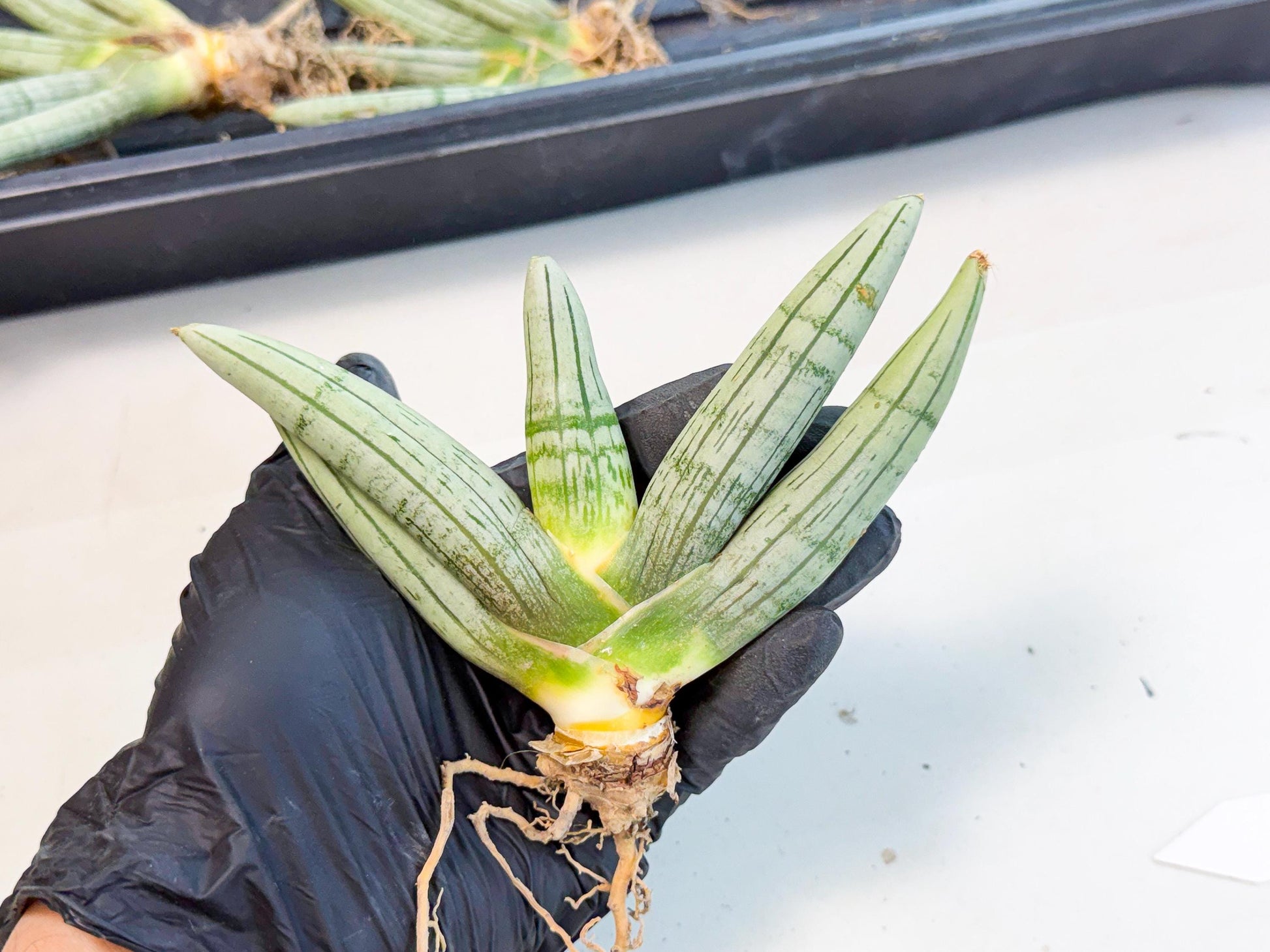 Sansevieria Silver Giant (4) | Indoor Snake Plant