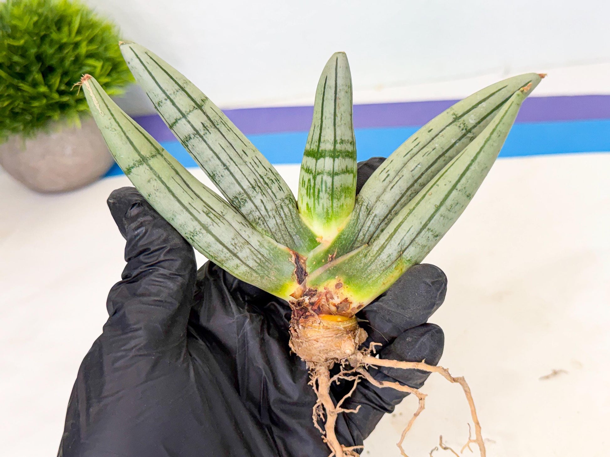 Sansevieria Silver Giant (4) | Indoor Snake Plant