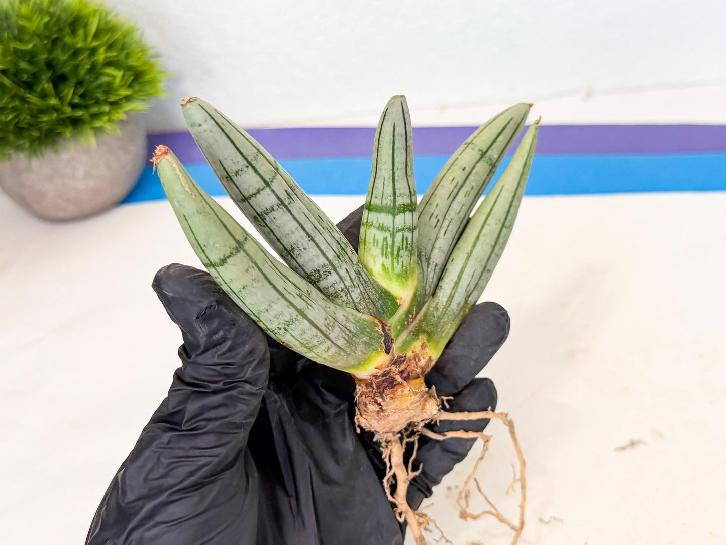 Sansevieria Silver Giant (4) | Indoor Snake Plant