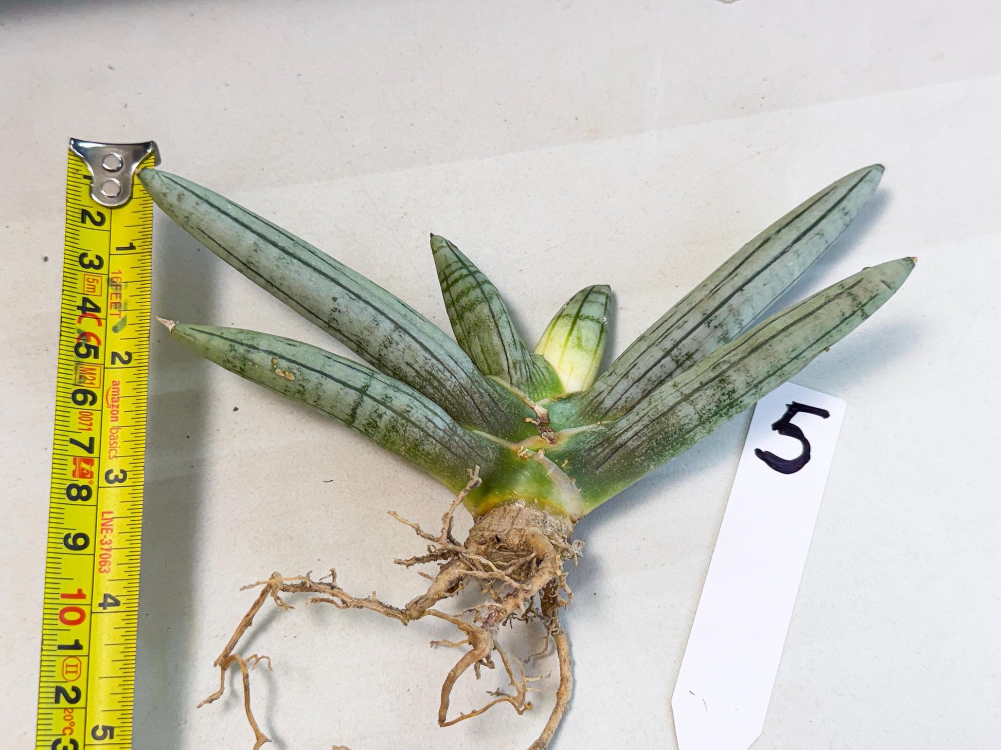 Sansevieria Silver Giant (5) | Indoor Snake Plant