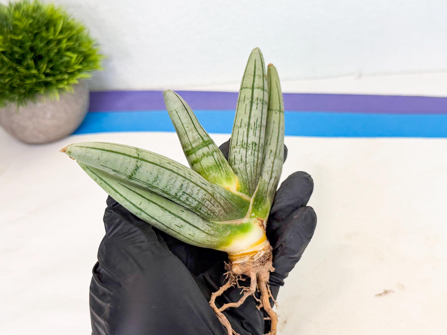 Sansevieria Silver Giant (4) | Indoor Snake Plant