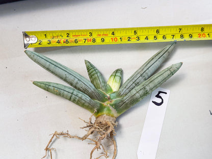 Sansevieria Silver Giant (5) | Indoor Snake Plant