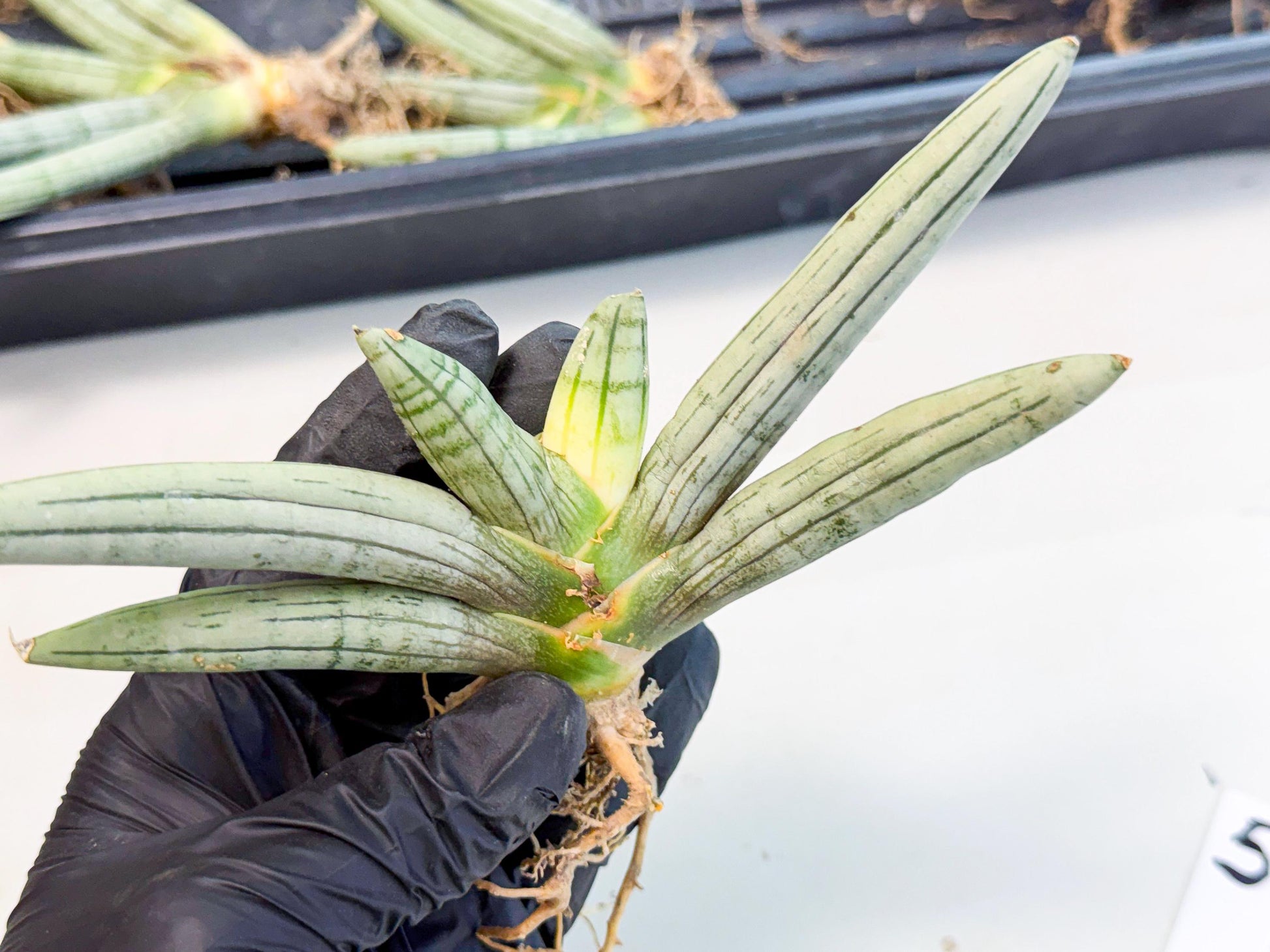 Sansevieria Silver Giant (5) | Indoor Snake Plant