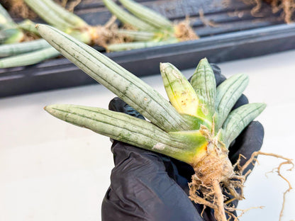 Sansevieria Silver Giant (5) | Indoor Snake Plant