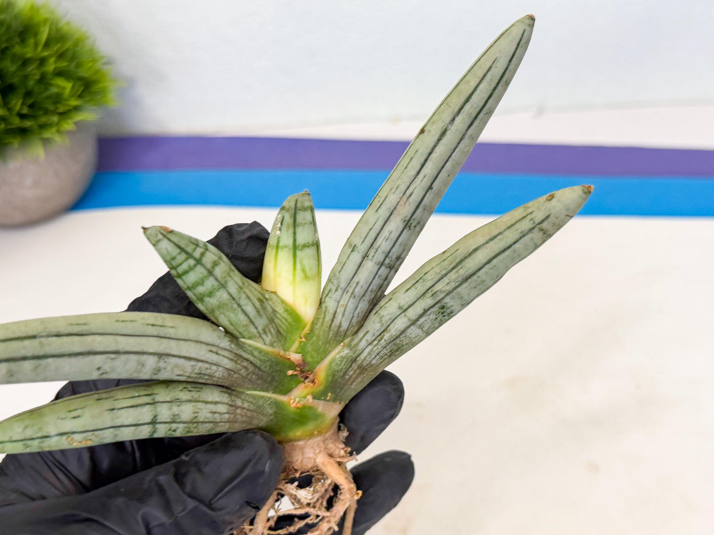 Sansevieria Silver Giant (5) | Indoor Snake Plant