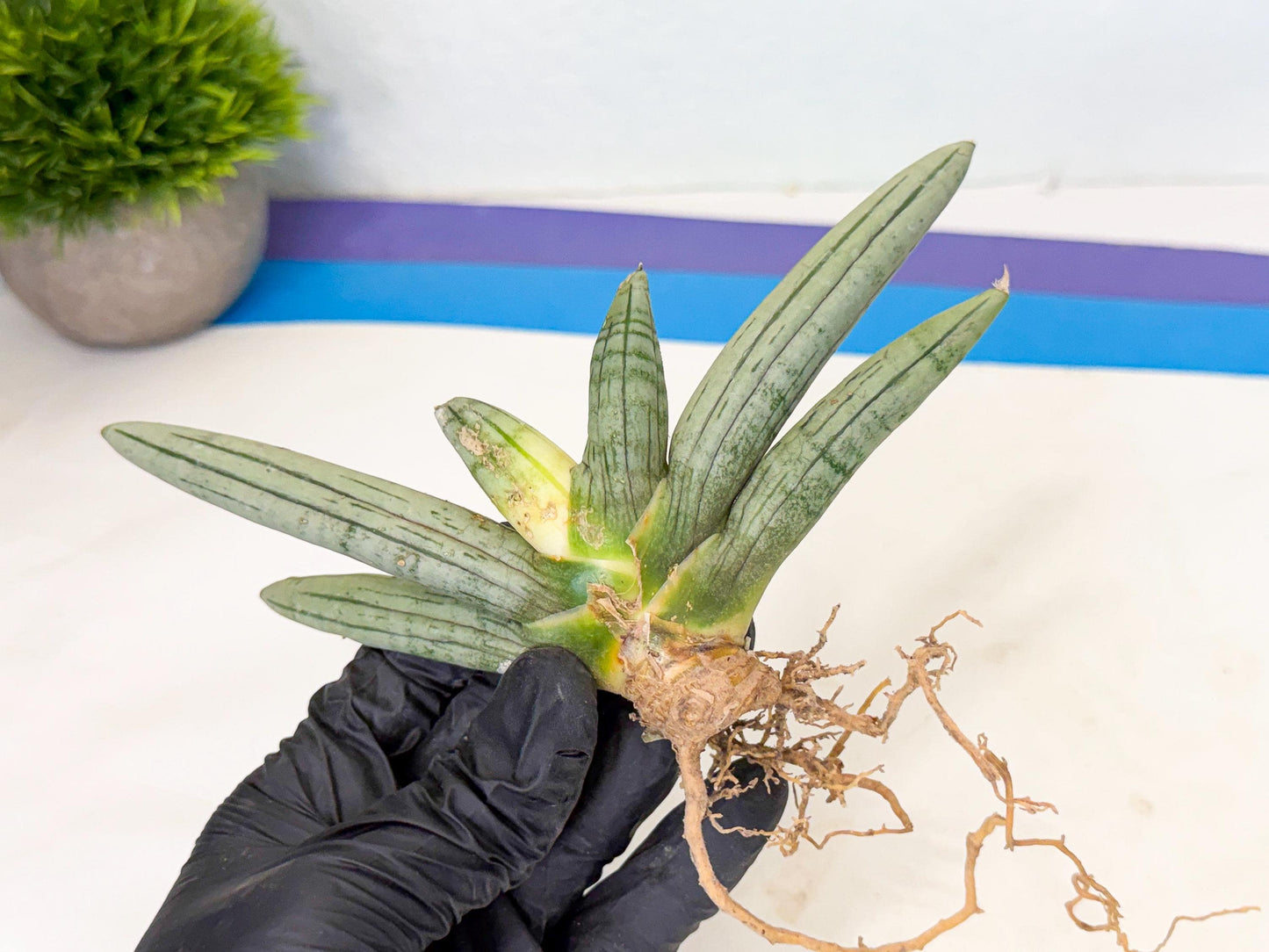 Sansevieria Silver Giant (5) | Indoor Snake Plant