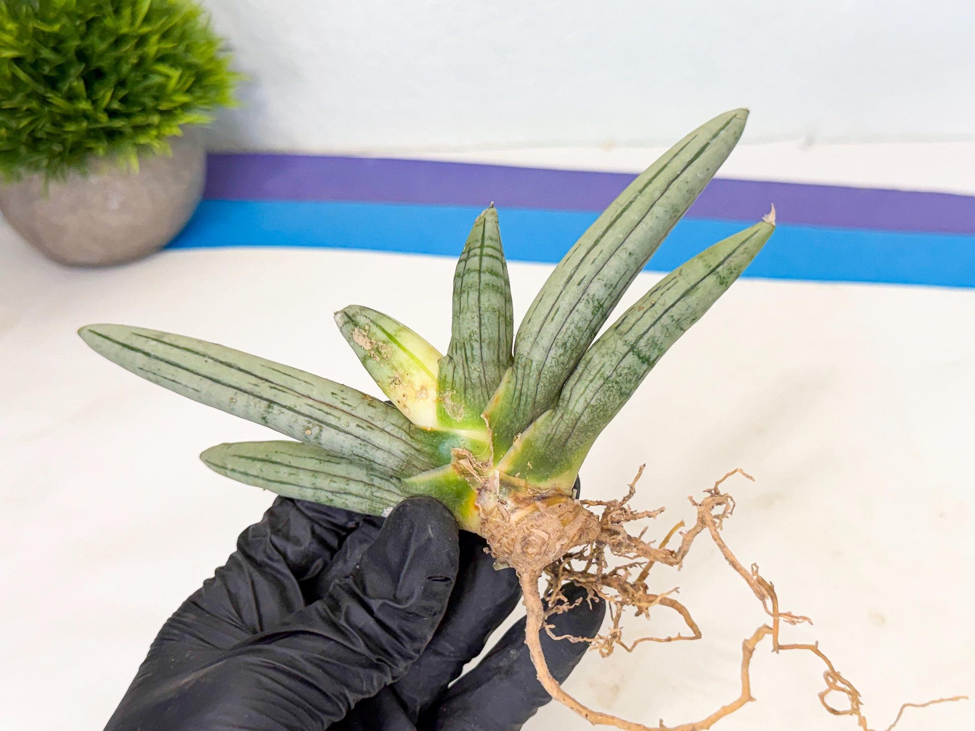 Sansevieria Silver Giant (5) | Indoor Snake Plant