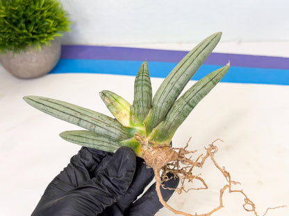 Sansevieria Silver Giant (5) | Indoor Snake Plant
