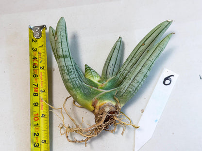Sansevieria Silver Giant (6) | Indoor Snake Plant
