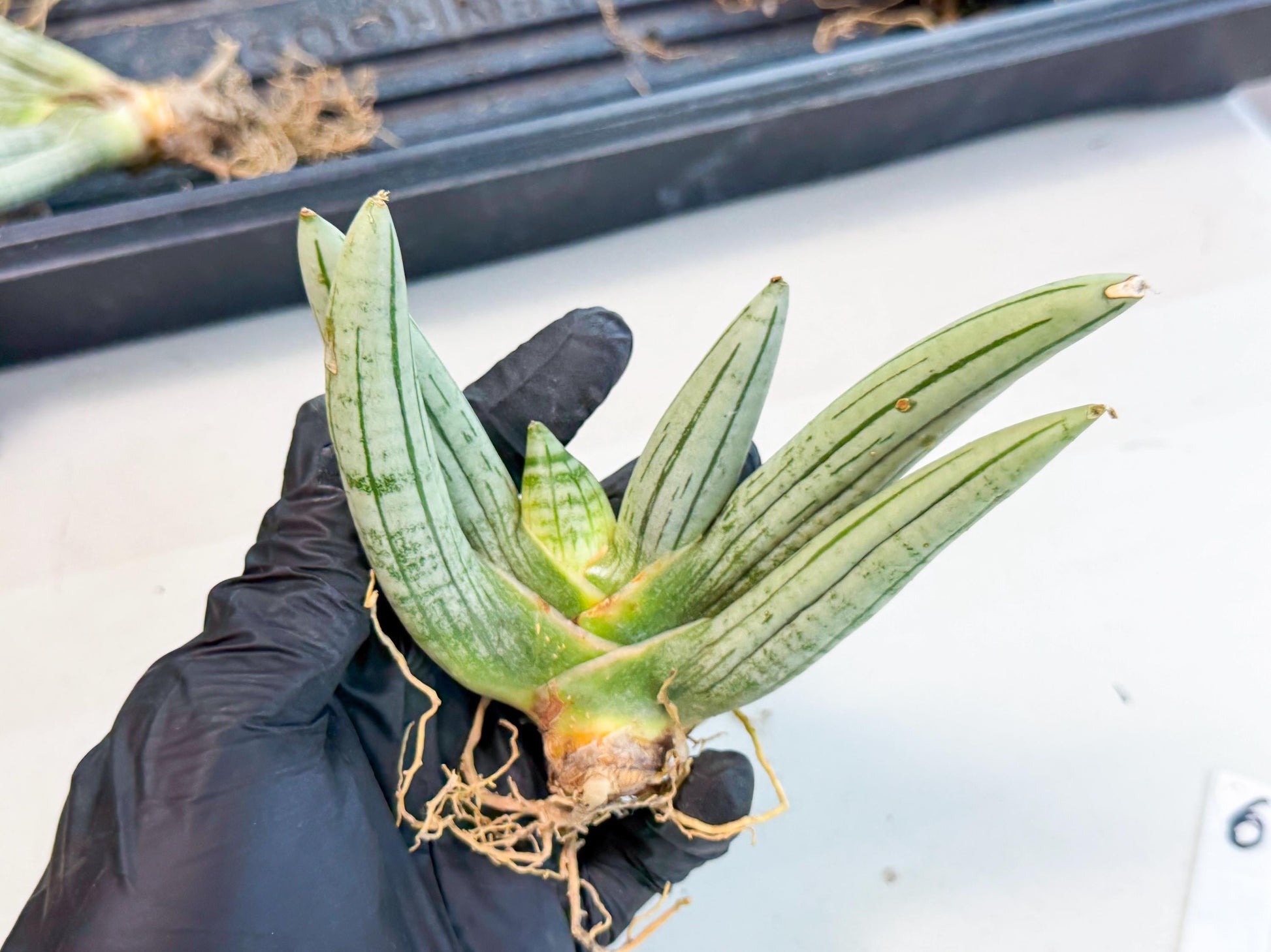 Sansevieria Silver Giant (6) | Indoor Snake Plant