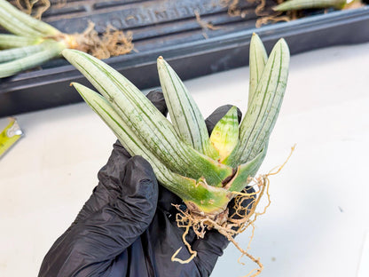 Sansevieria Silver Giant (6) | Indoor Snake Plant