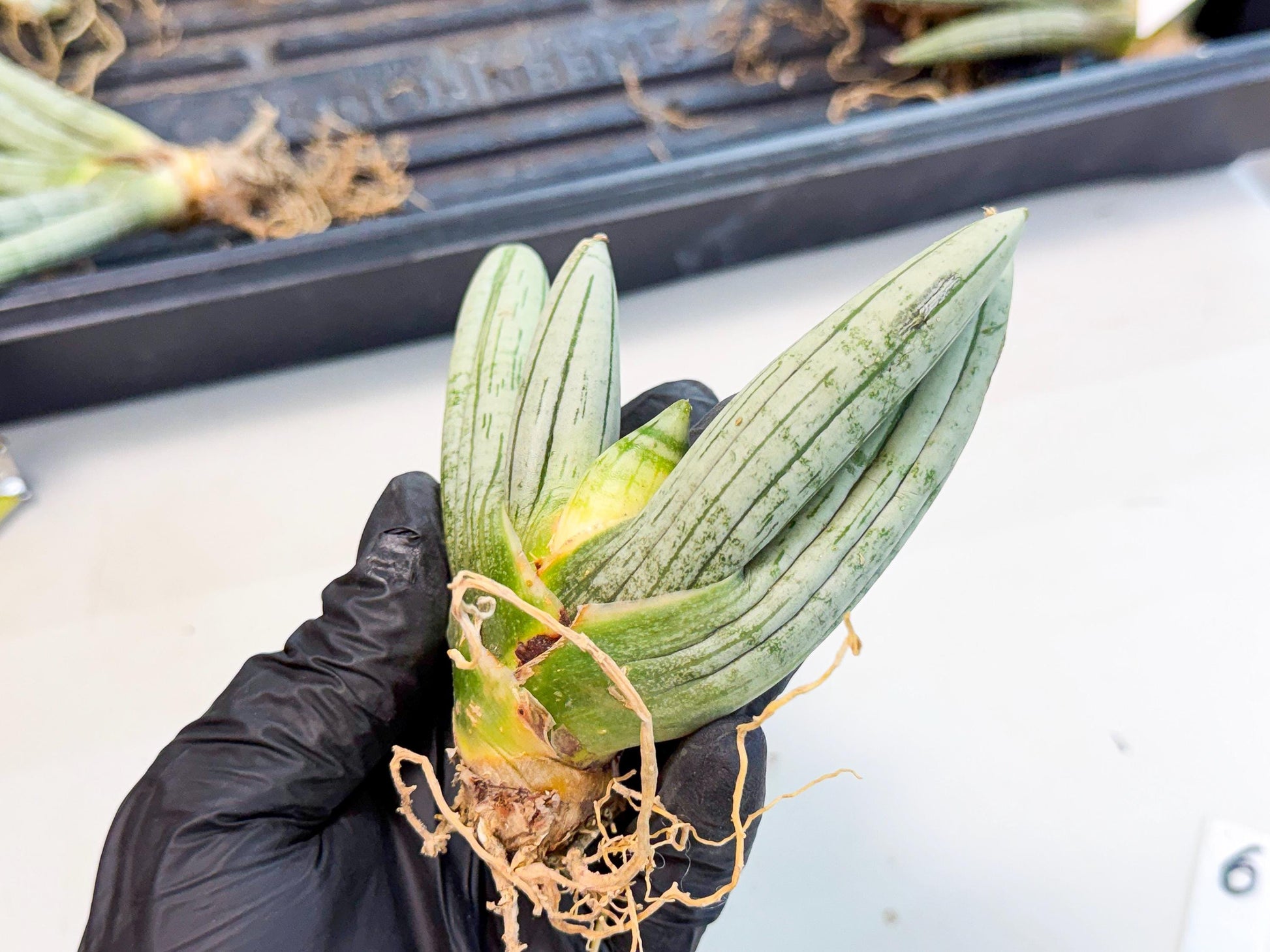 Sansevieria Silver Giant (6) | Indoor Snake Plant