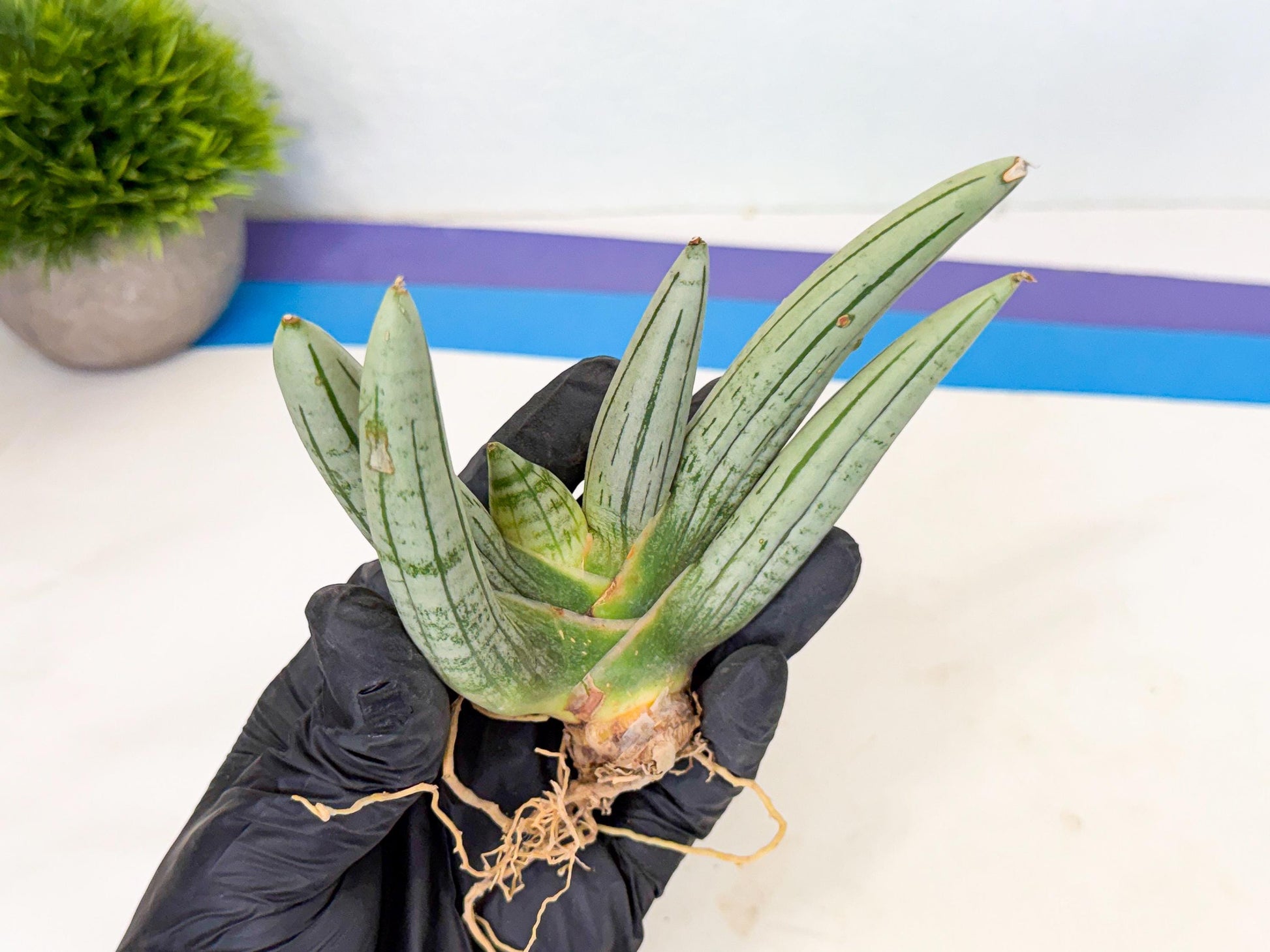 Sansevieria Silver Giant (6) | Indoor Snake Plant