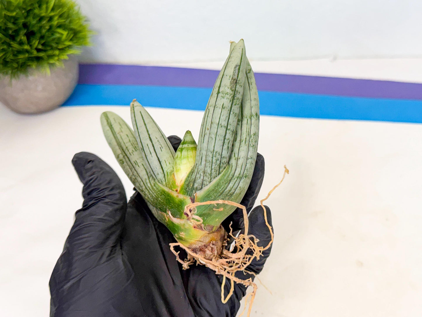 Sansevieria Silver Giant (6) | Indoor Snake Plant