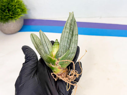 Sansevieria Silver Giant (6) | Indoor Snake Plant