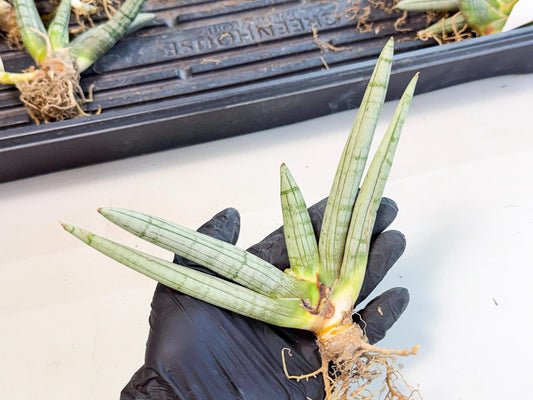 Sansevieria Silver Giant (o7) | Indoor Snake Plant