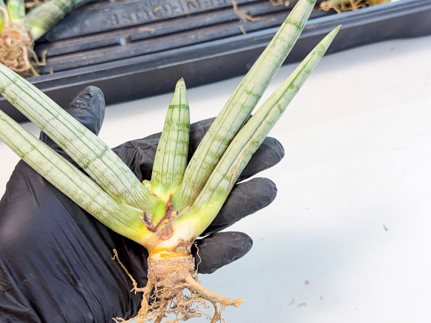 Sansevieria Silver Giant (o7) | Indoor Snake Plant